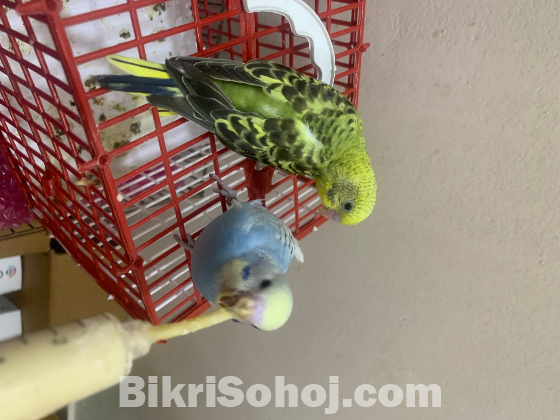 বাজরিকা বাজরিগার Bidgerika